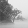 East Branch in the Mist