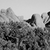 Joshua Tree Life