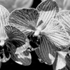 Orchids #2